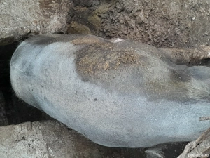 porci de vânzare crescuți la țară  - imagine 2