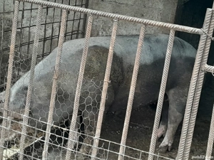 porci de vânzare crescuți la țară cu cereale  - imagine 4