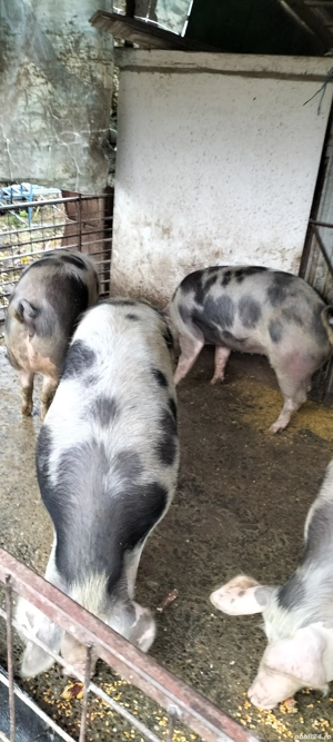 Vând porcii - imagine 4