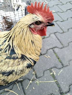 Cocos frumos - imagine 5