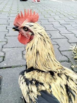 Cocos frumos - imagine 4