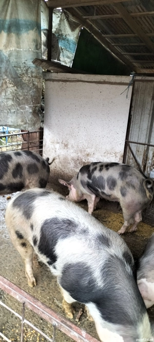 Vând porcii - imagine 5