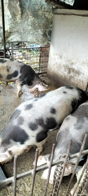 Vând porcii - imagine 3