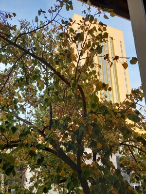 Schimb 2 apt de 2 și 3 camere pe casa cu 4 camere sector 1 - imagine 16