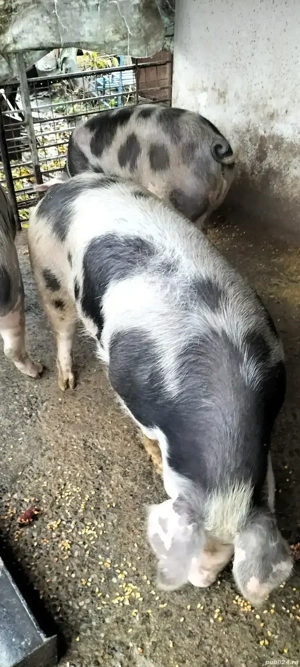 Vând porcii - imagine 2