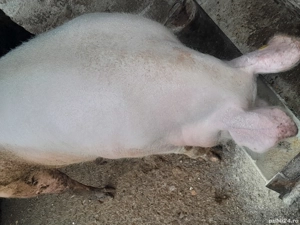 porci de vânzare crescuți la țară  - imagine 5