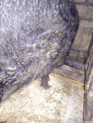 porc mangaliță rasă pură  - imagine 2