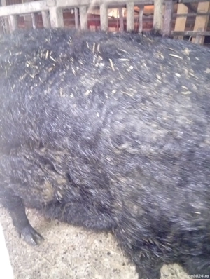 porc mangaliță rasă pură 