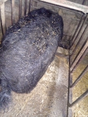 porc mangaliță rasă pură  - imagine 3