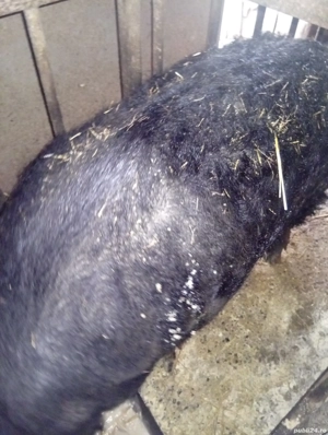 porc mangaliță rasă pură  - imagine 4