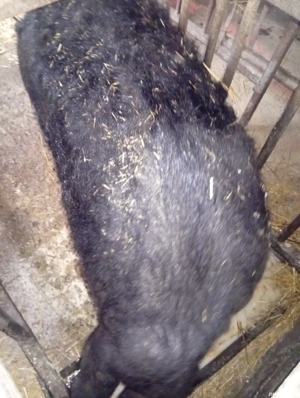 porc mangaliță rasă pură  - imagine 5