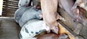 Vind porci  - imagine 3