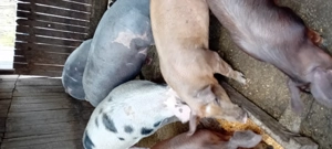 Vind porci  - imagine 4