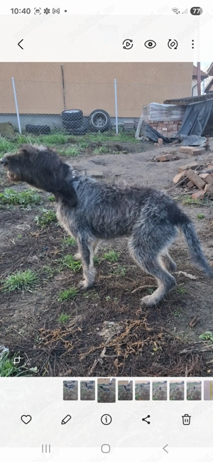 Mascul Grifon disponibil