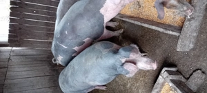 Vind porci  - imagine 2