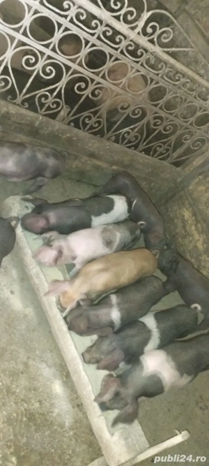 de vânzare  - imagine 2