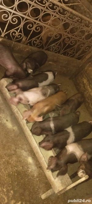 de vânzare  - imagine 3