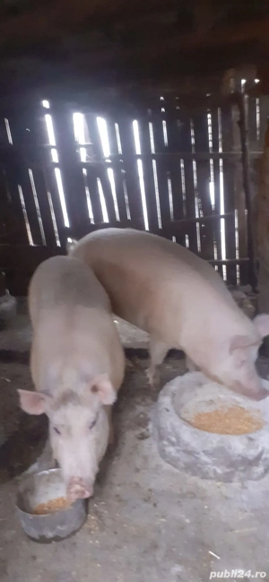 Porc de vanzare Pietrain 190 kg - imagine 2