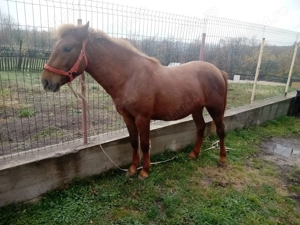 Vand armasar puiandru