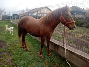 Vand armasar puiandru - imagine 3