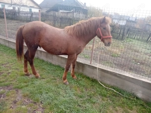 Vand armasar puiandru - imagine 5