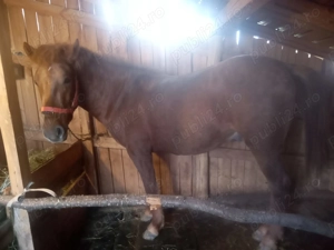 Vand armasar puiandru - imagine 4