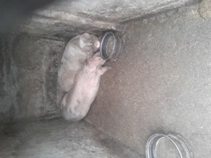 Porci de taiat - imagine 2