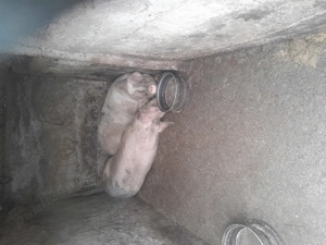 Porci de taiat - imagine 3