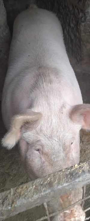 Purcea - aprox 150 kg