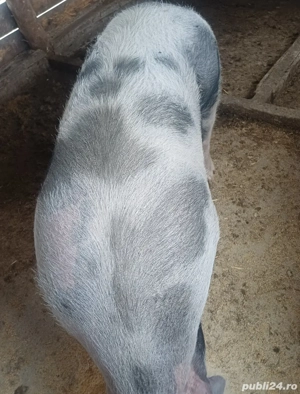 se vinde, 250kg pietrain belgian - imagine 3