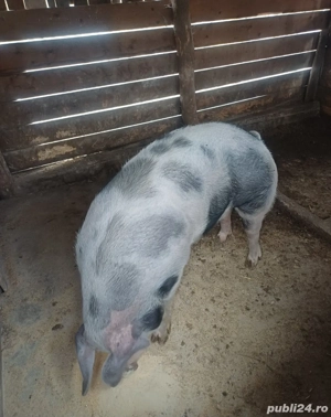 se vinde, 250kg pietrain belgian