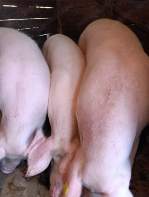 Vanzare animale - imagine 2