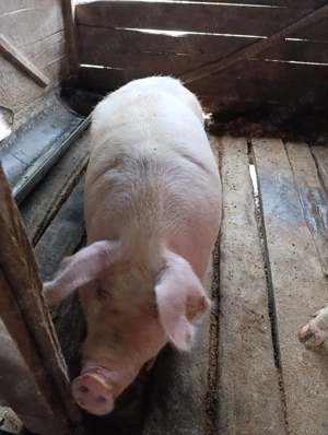 Vanzare animale - imagine 4