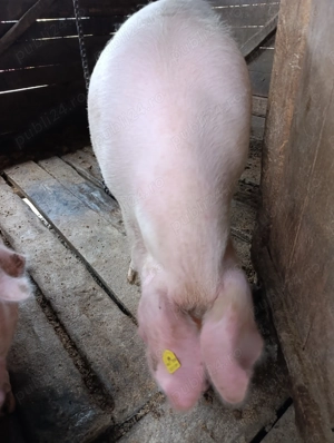 Vanzare animale - imagine 3