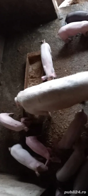 Vând purcei de 8 săptămâni