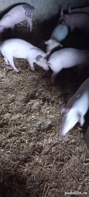 Vând purcei de 8 săptămâni - imagine 2