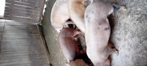 Vind porci  - imagine 2