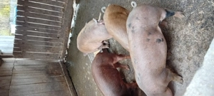 Vind porci  - imagine 3