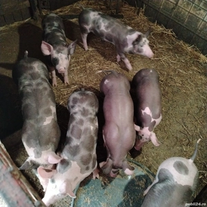 Purcei pietran  - imagine 3