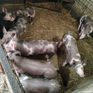 Purcei pietran  - imagine 2