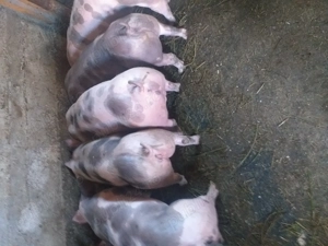 Vând purcei pietrean belgian  - imagine 3