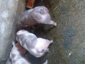 Vând purcei pietrean belgian  - imagine 6