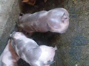 Vând purcei pietrean belgian  - imagine 5