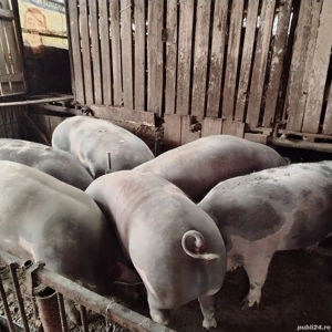 Porci pietran mari, de Crăciun