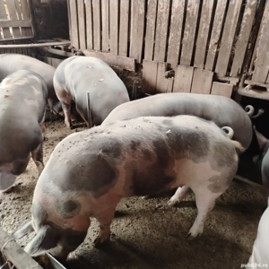 Porci de tara, pietran