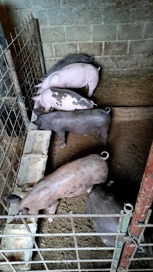 Vând purcei - imagine 5