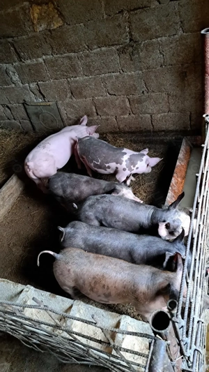 Vând purcei - imagine 2