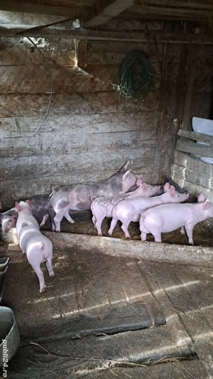 Vând purcei de carne