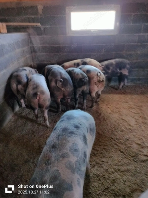 De vânzare!!! - imagine 4