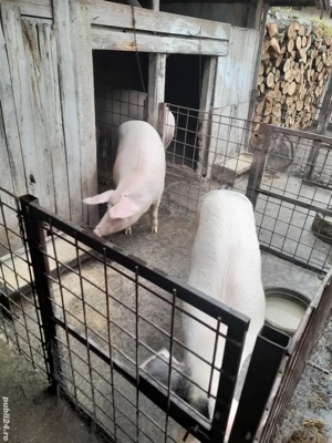 Vând porci - imagine 2